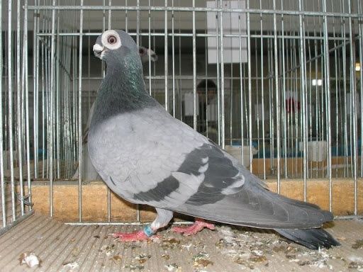 Brodawczak Polski Adeno chudnięcie kręciek