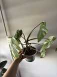 Monstera variegata  cala roslina