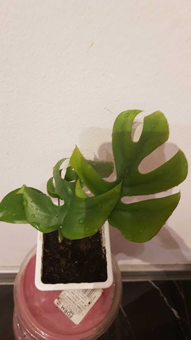 Monstera MINIMA rhaphidophora tetrasperma 3w1