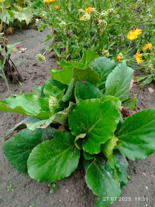 Bergenia sercolistna różowa - bylina ogrodowa