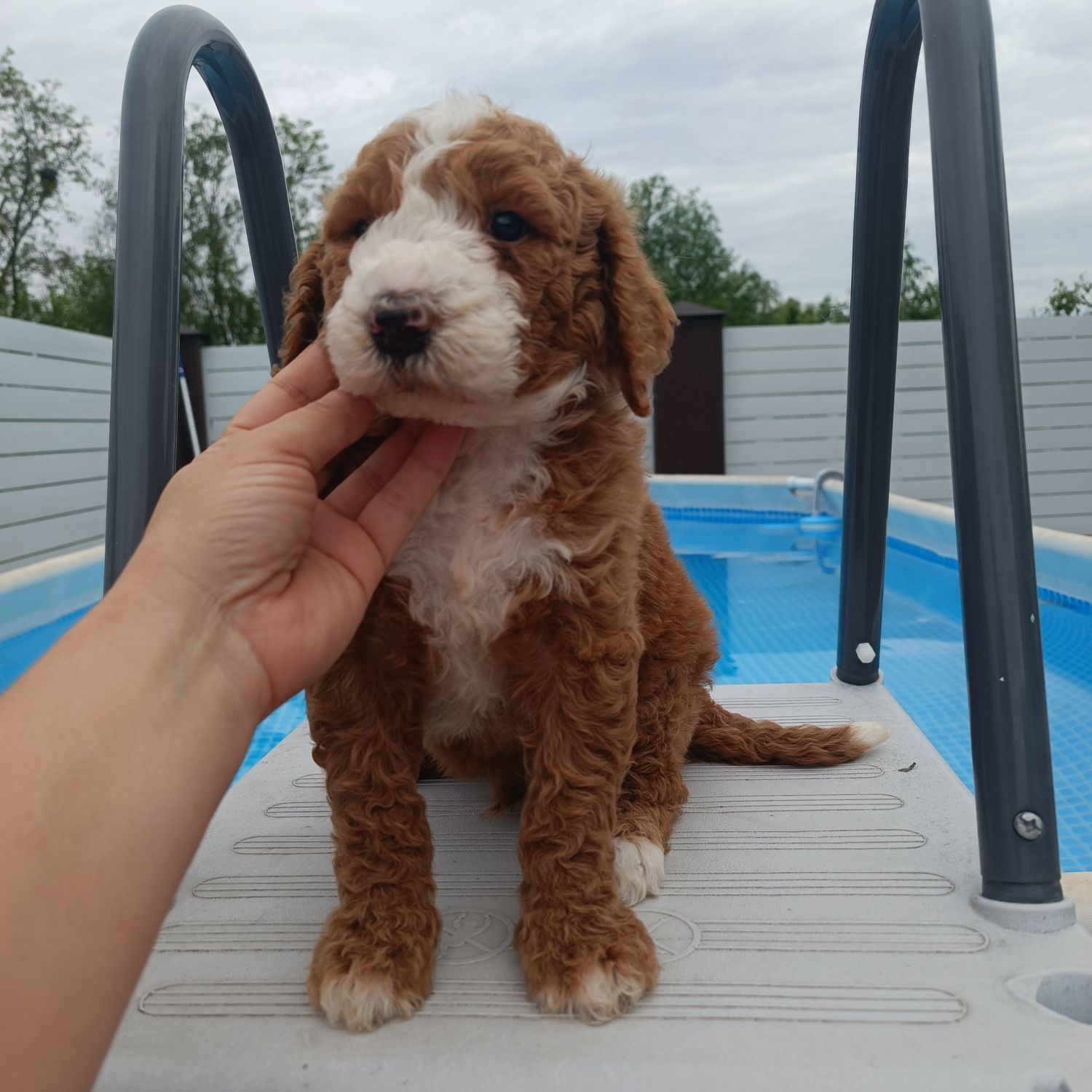 Голдендудль Ф1б. Goldendoodle F1b. Хлопчик. Київ