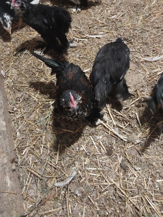 Karzełki łapciate brodate