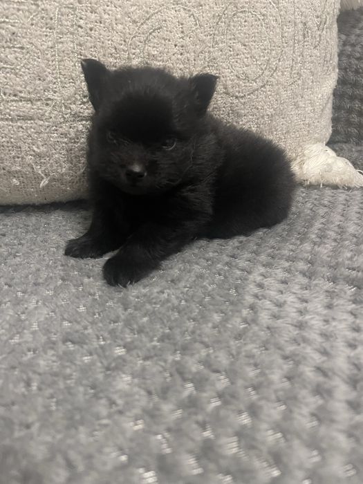 Szpic Miniaturowy Pomeranian samiec