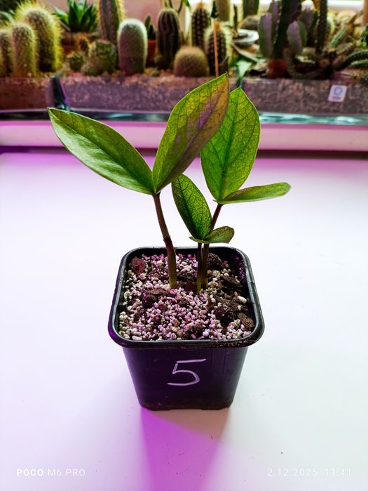 Zamiokulkas Chameleon nr 5