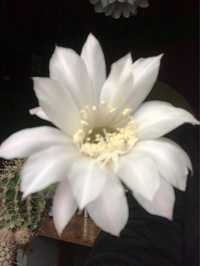 Kaktus mini mały kwitnący echinopsis