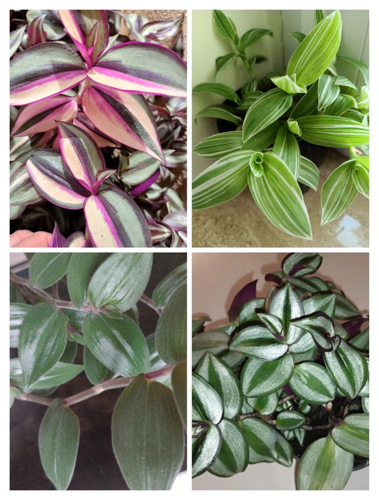 Trzykrotki tradescantia Zebrina Nanouk Pink Paradise kwiaty  kolorowe
