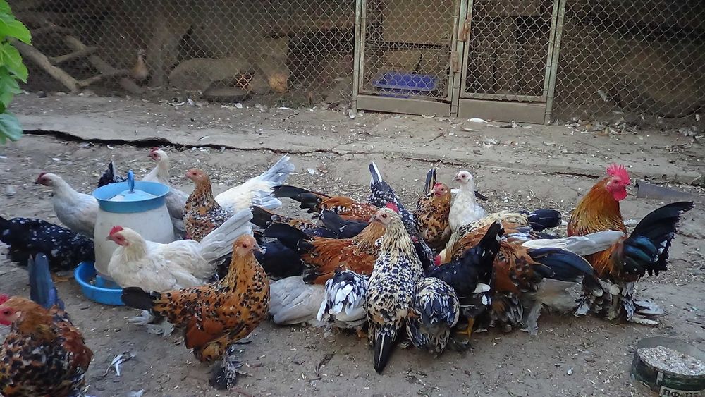 кури карликові. мільфльор