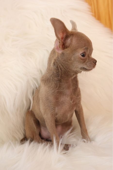 ***Mini dziewczynka** Chihuahua **xxxxs***