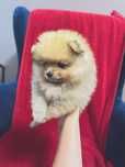 Piekny piesek pomeranian ZKwP