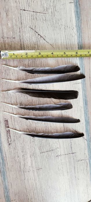 Pióra sójki, ozdne, lotki, sterówki 40 sztuk. Bardzo ładne.