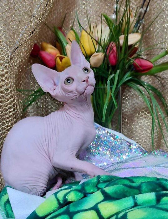 Канадський сфінкс хлопчик Алекс