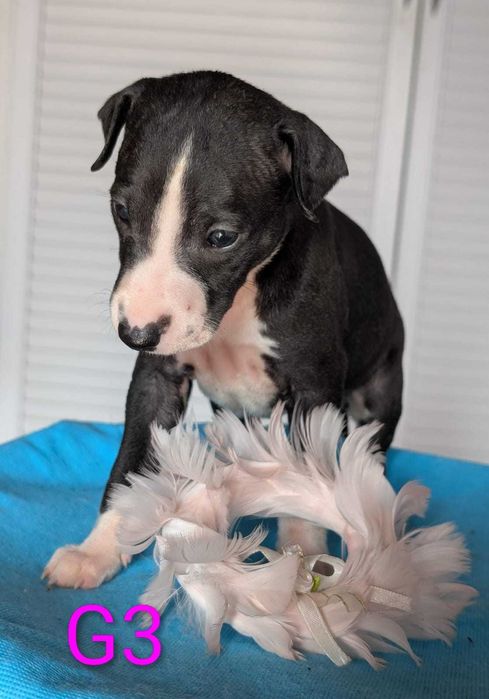 Whippet  suczka ZKwP