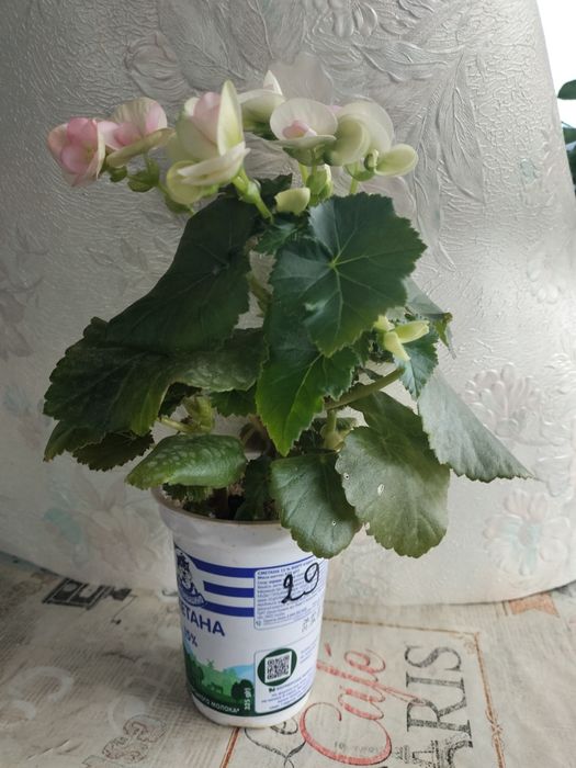 Бегонія серії елатіор