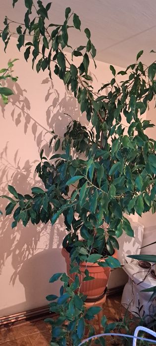 Fikus beniamin kwiat