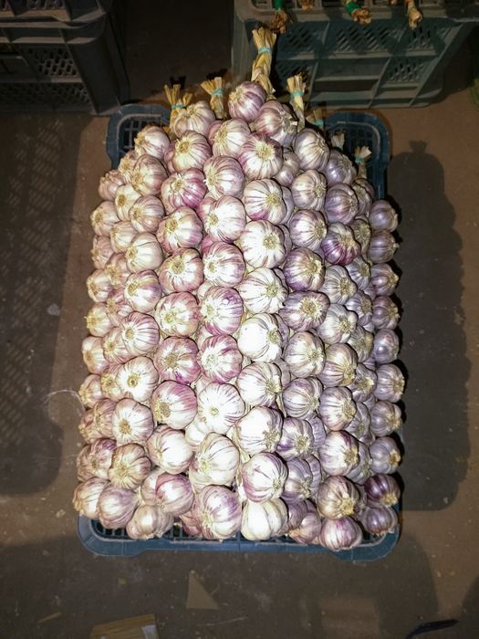 Warkocze czosnku zimowego odmiany Harnaś!