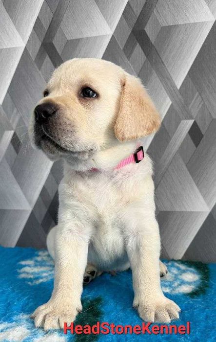 Щенки Лабрадора ретривера