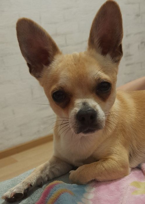 Чихуахуа . Ищем невесту !