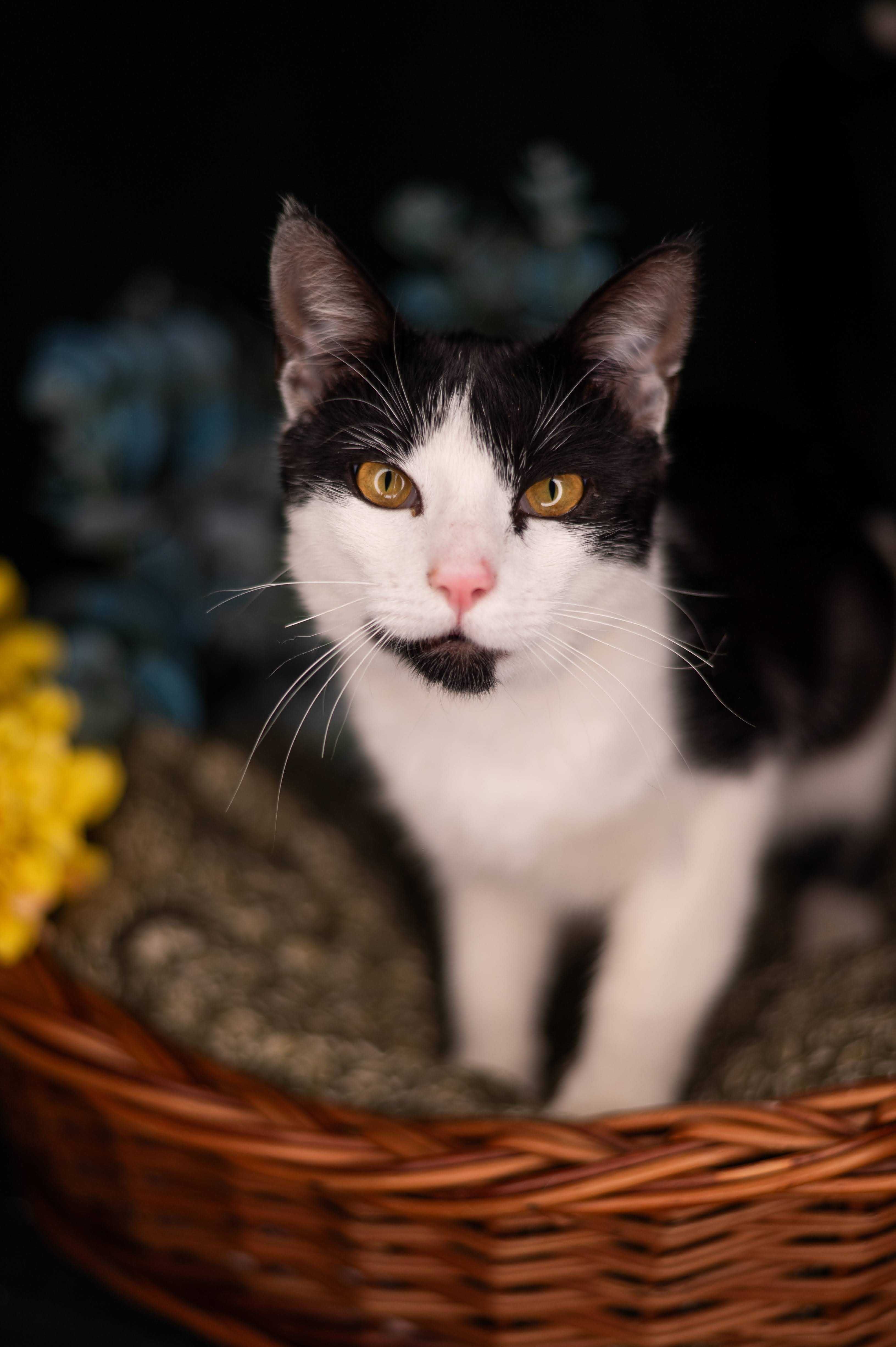 PICASSO kocur do adopcji