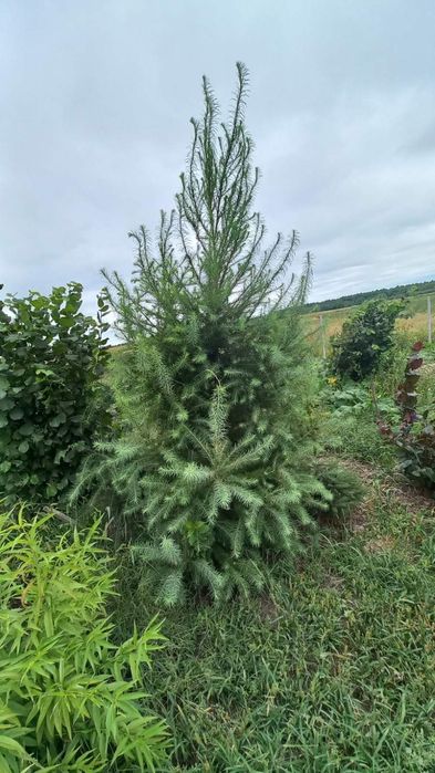 Продам червонолистий клен та зелений Globozum