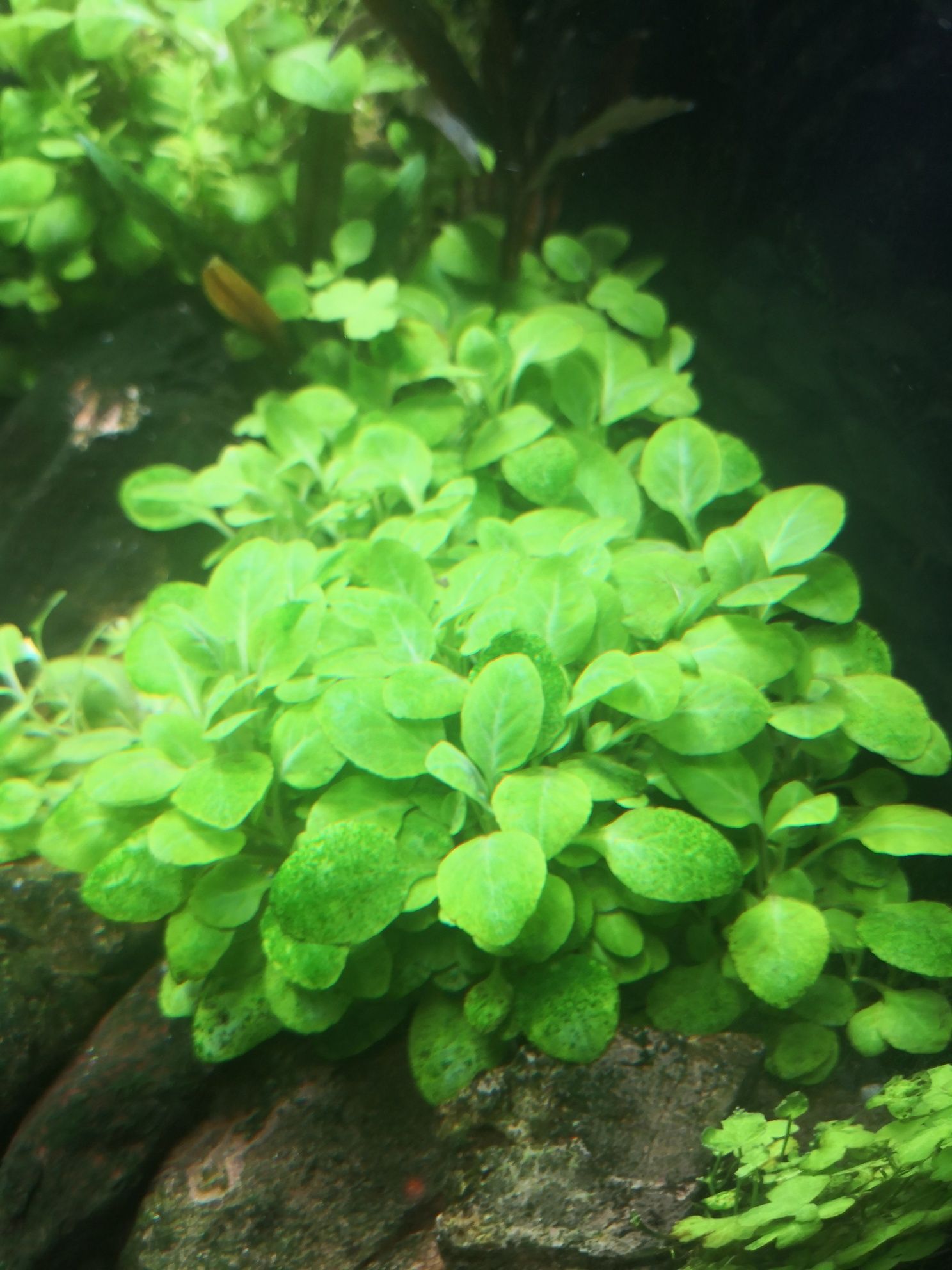 Lobelia cardinalis