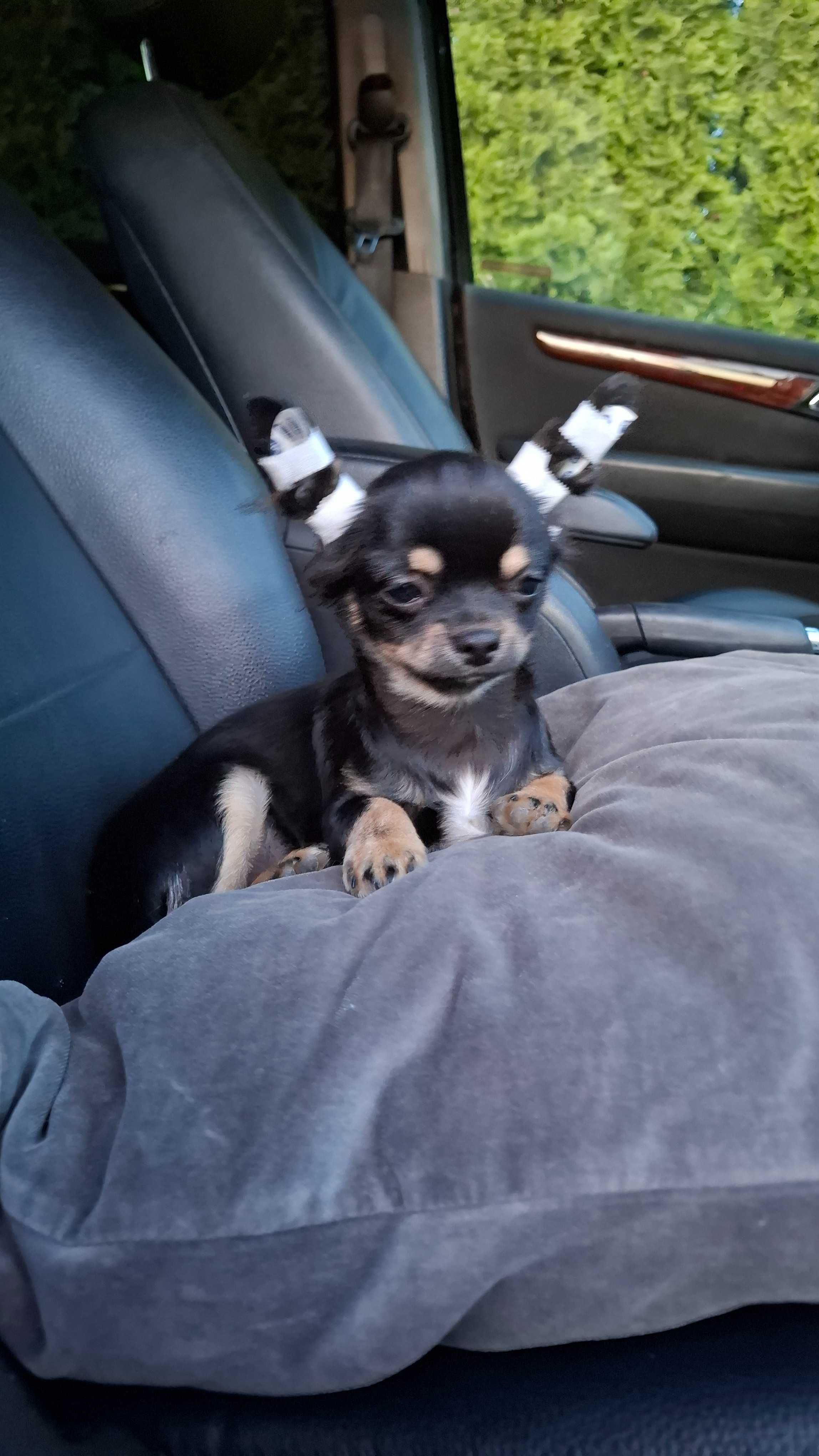 Czarno-podpalany długowłosy chihuahua samiec gotowy do odbioru/rodowód