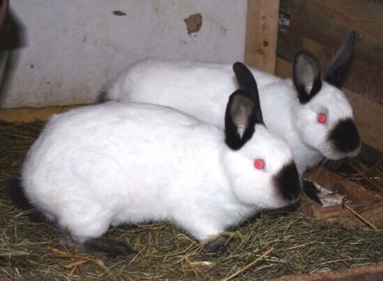 Кролики, порода "Строкач" чистий, ціна за кожен місяць, м. Коростень