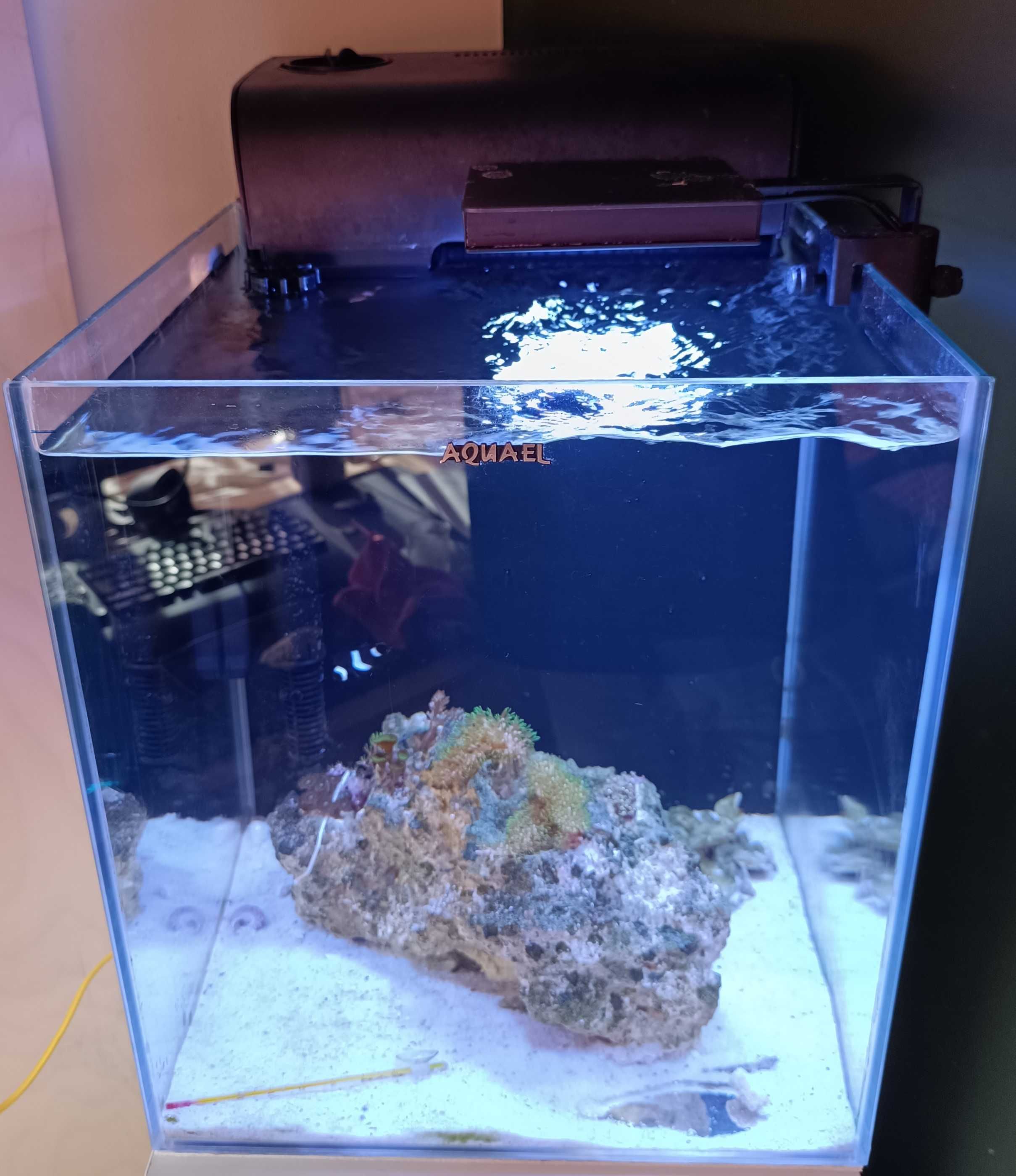 Akwarium Morskie Aquael 40L kostka