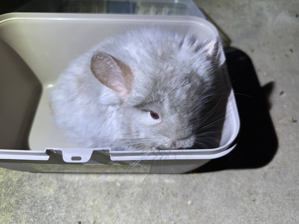 Szynszyl chinchilla beżowy Angora samica młoda