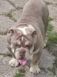 Buldog angielski Lilak -tan