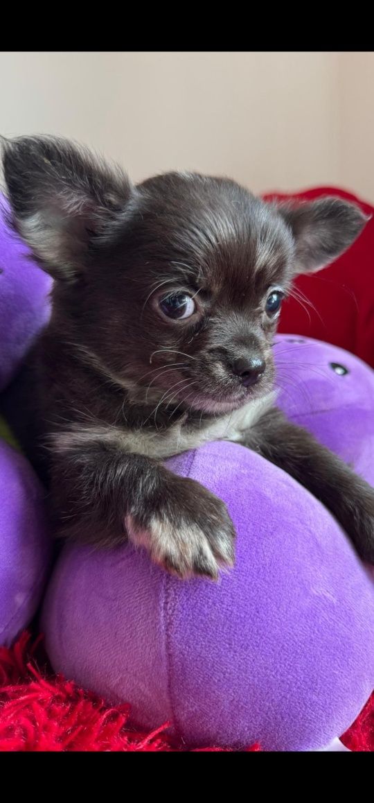 Dlugowlosy chihuahua