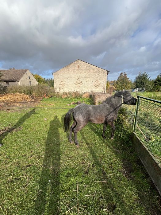 Kucyk ogierek Tarant
