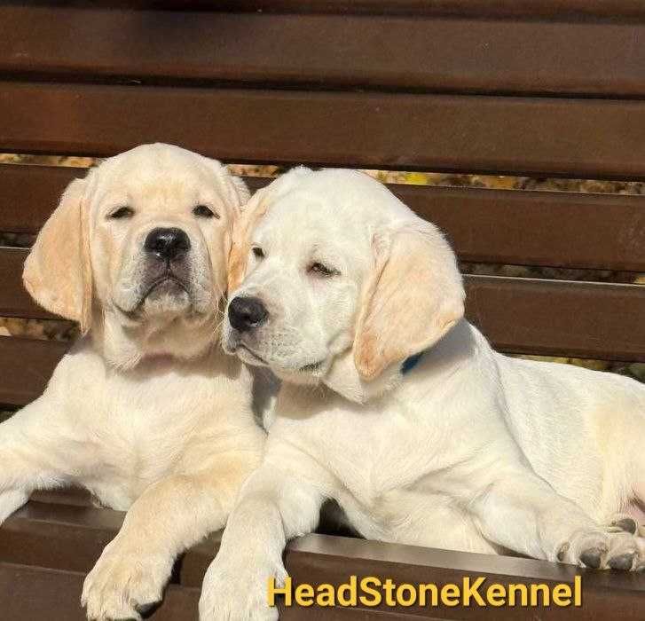Щенки КСУ Лабрадор ретривер