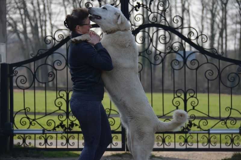 Tureckie psy pasterskie Akbash Kangal szczenię.