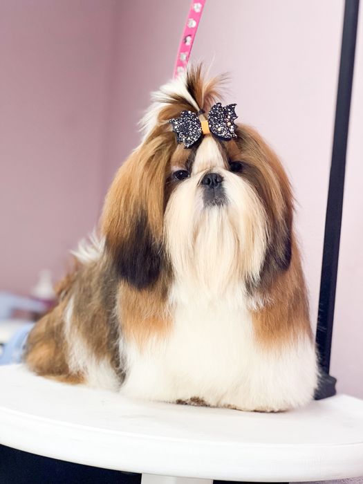 Нереально красивай кобель ши-тцу на вязку