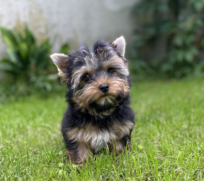 Mini Yorkshire Terrier black and tan