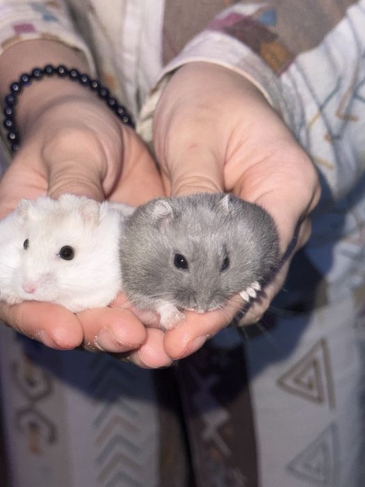 Chomiki dżungarskie i klatka