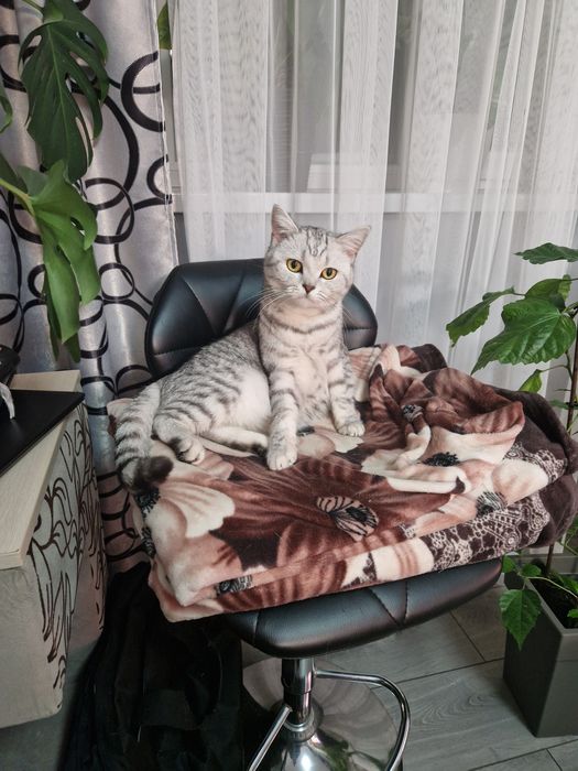 Шотландські котята