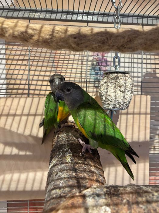 Papużki średnie senegalki