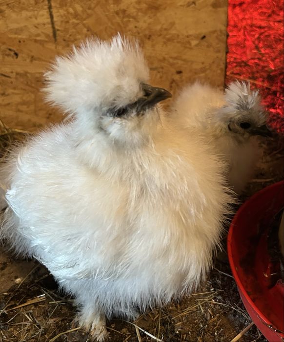 Kurczątka silka jedwabista kura silka kogut silka 4 sztuki