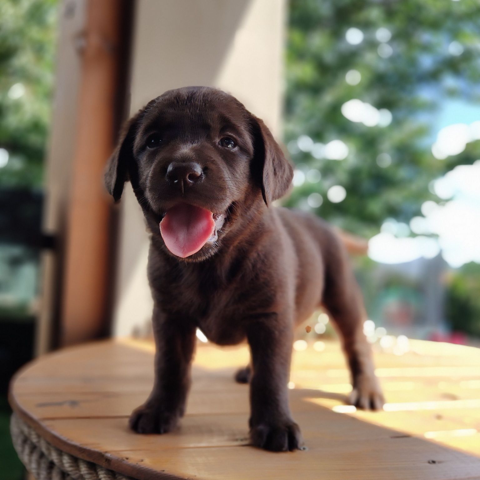 Labrador retriever szczeniak