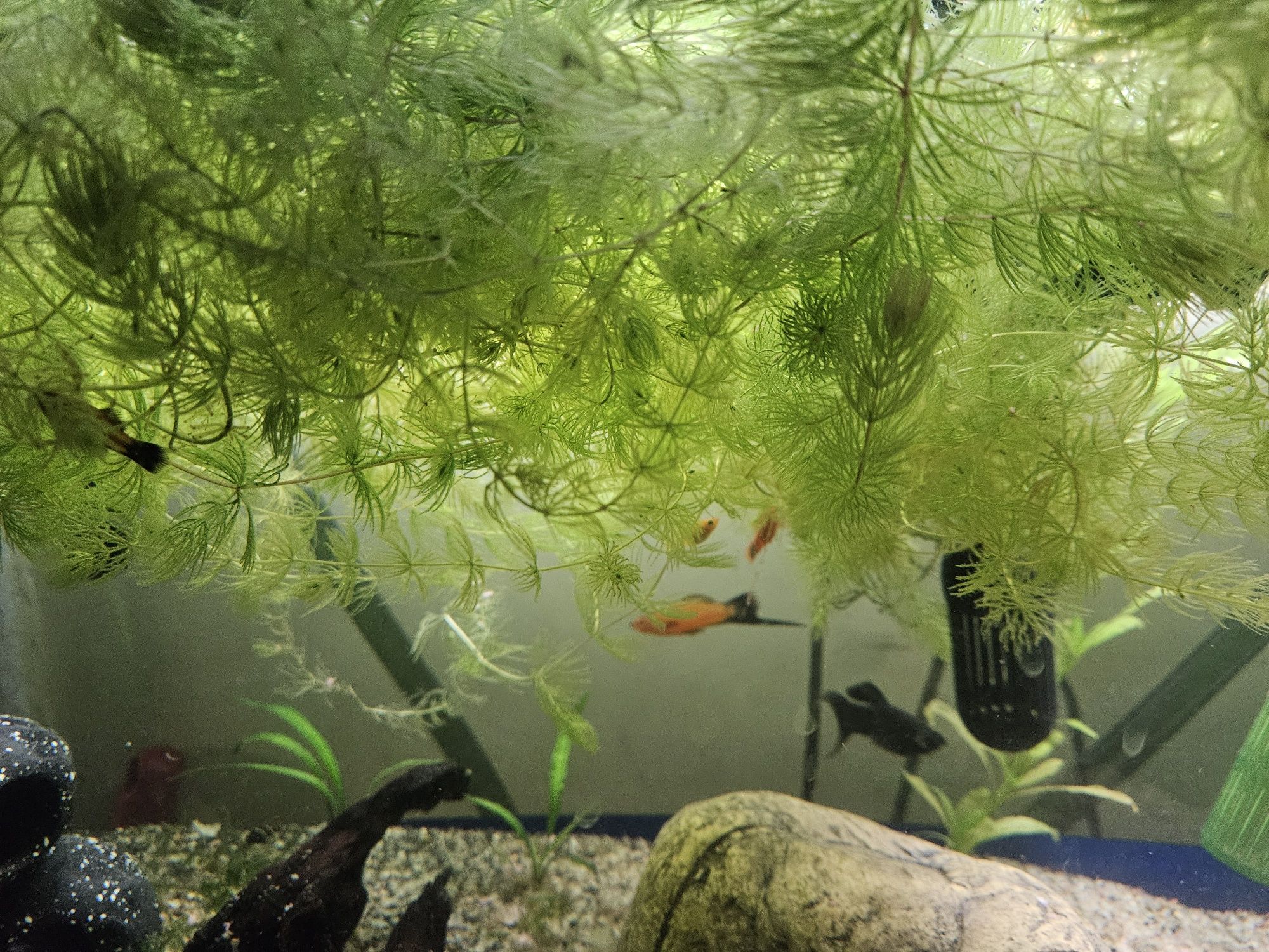 Rogatek roślina wodna (Akwarium)