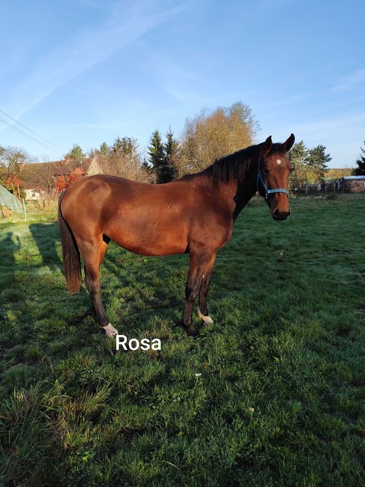 Likwidacja stada koni