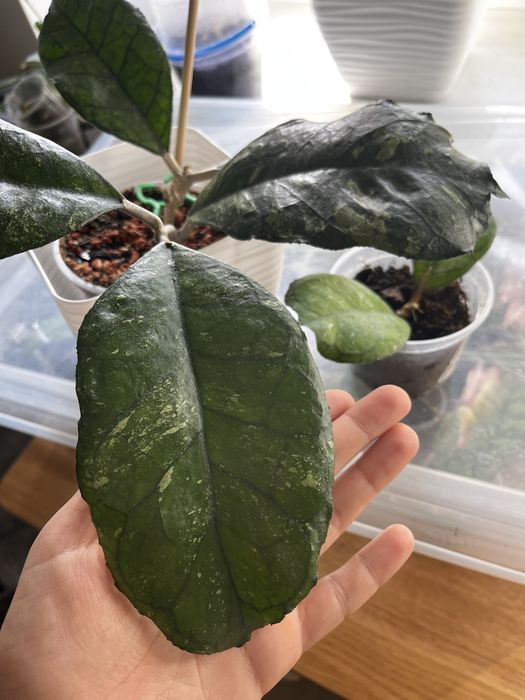 Хойя Світлана, Svetlana hoya