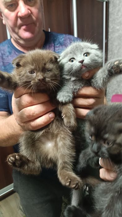 Висловухи кошенята