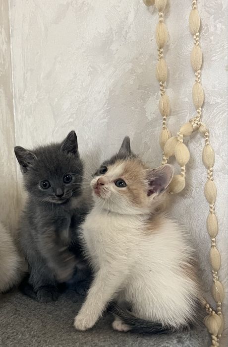 Кошенята від мами британки