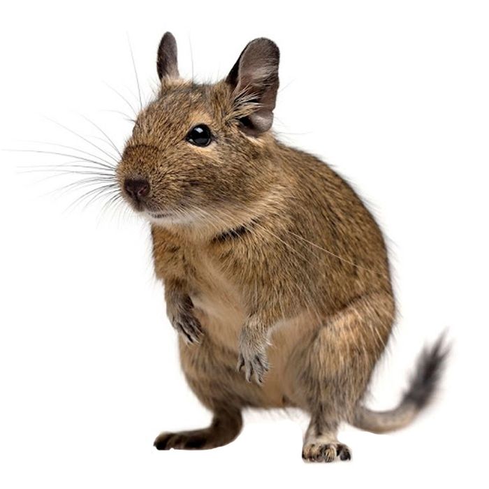 Чілійські білочки. Гарний подарунок для дитини