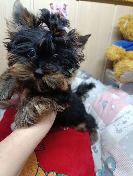 Йорк міні хлопчик 3 місяці