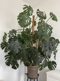 Monstera Mariusz (deliciosa) duża