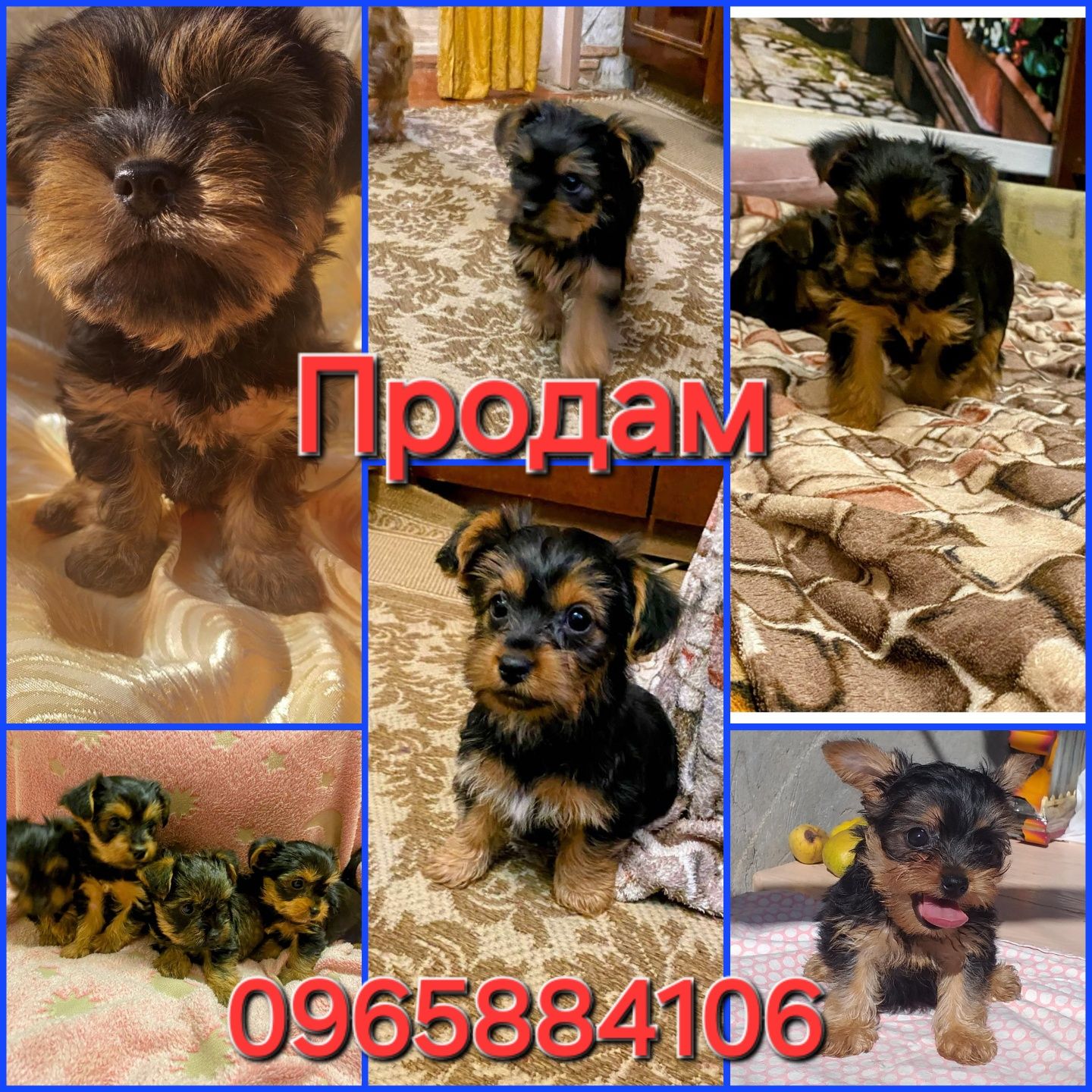 Продам йоркширских терьеров