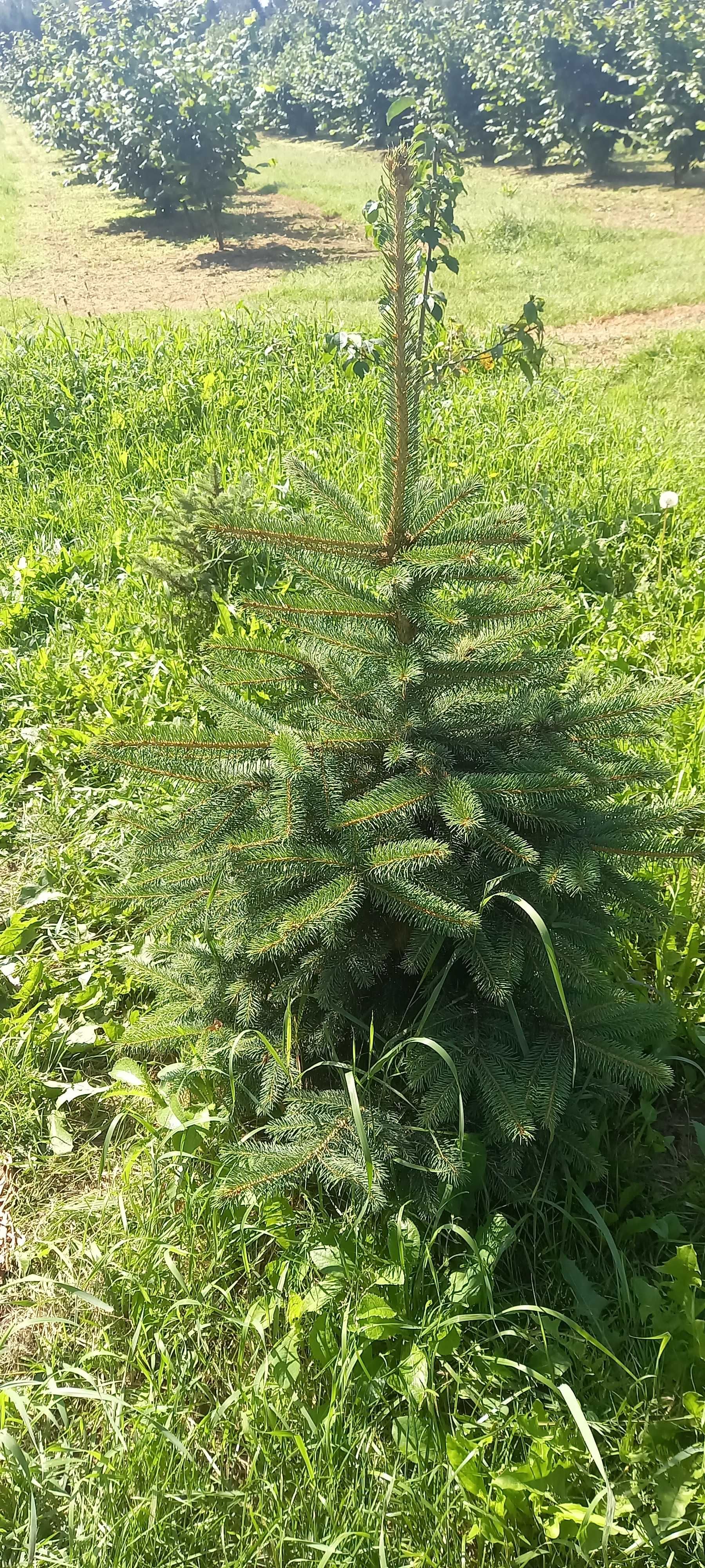 Sadzonki świerka srebrnego